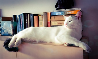 Piko