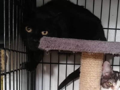 Marla