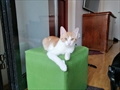 Filip