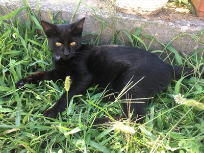 Mišek