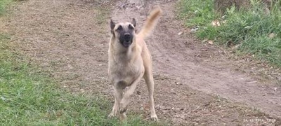 Rex