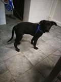 Roki