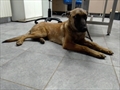 Romy