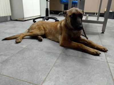 Romy