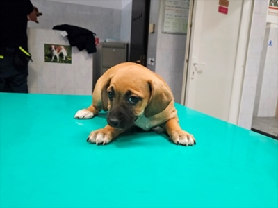 ROO