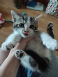 Dottie