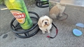 Shiba