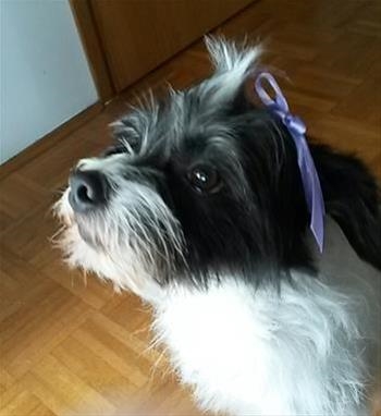 Nala