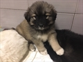 Tina