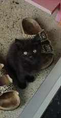 Tom