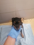 Zoi