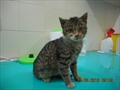 Tora