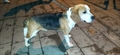 Oscar