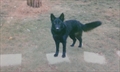 Fido