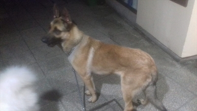 Medo