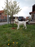 Roki