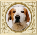 Bazil