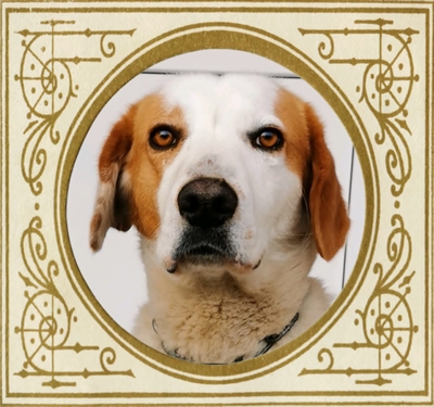 Bazil
