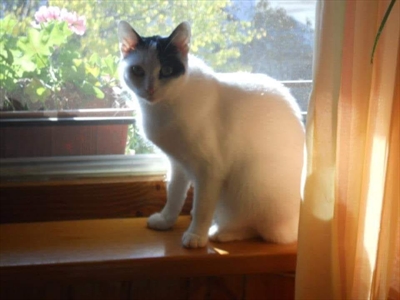 Bella