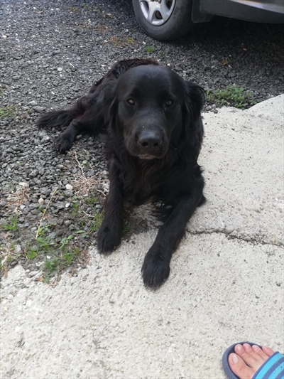 Roki
