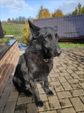 Rudi