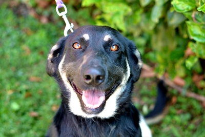 Troja