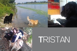 Tristan je svestran frajer, planinari, pliva, čita... wink emoticon otkad je u novom domu, život mu se promijenio iz temelja :)