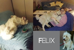 Felix nas redovno izvještava o situaciji u novom domu. Ono što primjećujemo, iz dana u dan, Felixu je sve bolje i bolje - baš onako kako treba :)