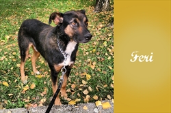 Feri je svoju sreću i novi dom pronašao u Međimurju u super društvu još dva psa :)