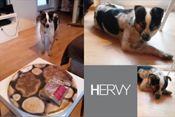 Hervy, slijepi psić za kojega su njegovi posebni ljudi otvorili svoje srce i dom, već nam se drugi puta javlja otkako je udomljen - njihovoj sreći nema kraja! <3