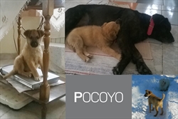 Pocoyo uživa u super društvu i u svim privilegijama novog doma :)