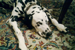 Rudi - svoj na svom tepihu :)