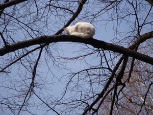 Spašavanje mace s drveta!