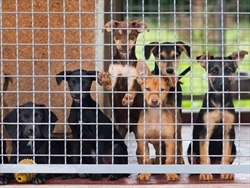 Fantastičan rekord:  Kolovoz 2019. – mjesec s najviše udomljenih pasa u povijesti Skloništa u Dumovcu